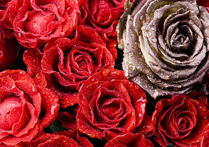 浪漫玫瑰 美妙的春天春光生动的主题植物香气新娘花瓣婚礼淋浴情绪情怀花朵花束背景图片