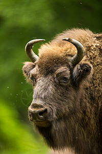 欧洲野牛动物毛力量高清图片