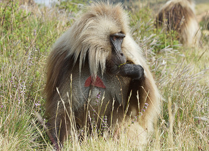 格拉达 塞门山脉 埃塞俄比亚 非洲男性旅游动物旅行狒狒动物群哺乳动物野生动物背景图片