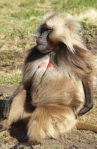 塞门尼狮尾猿自然高清图片