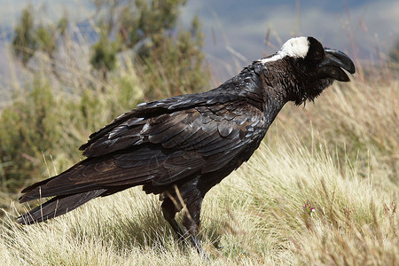 雷文 埃塞俄比亚 非洲旅行旅游野生动物动物乌鸦动物群背景图片