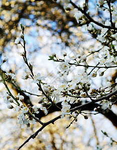 春天的花树季节宏观白色背景图片