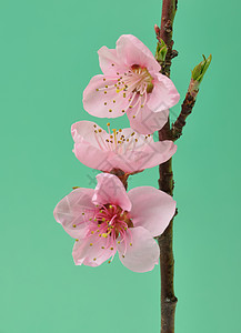桃花水果栽培农业果树植被树木背景图片