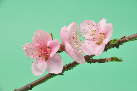 桃花水果树木栽培植被果树农业背景图片