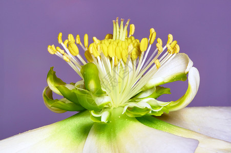 海列波花花园植物植物群绿色花瓣雌蕊藜芦背景图片