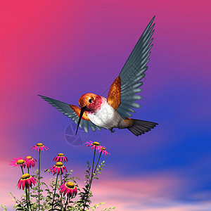 红褐色的蜂鸟春天季节高清图片