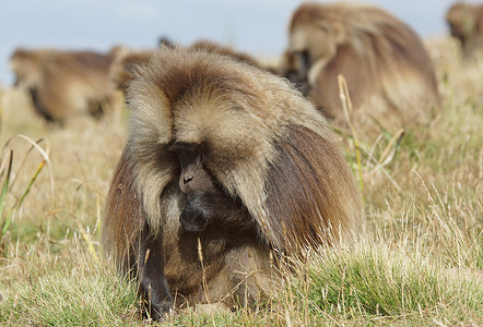 格拉达 塞门山脉 埃塞俄比亚 非洲哺乳动物男性动物动物群旅游野生动物旅行狒狒背景图片