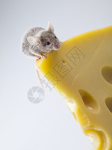 关上小老鼠和奶酪黄色奶制品尾巴诱饵宠物害虫老鼠鞭策流浪耳朵背景图片
