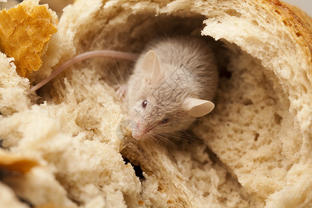 老鼠和面包 农村生动多彩的主题食物粮食安排奶制品宏观诱饵动物耳朵谷物宠物背景图片