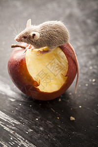 鼠标和苹果 农村生动多彩的主题耳朵老鼠诱饵流浪害虫宠物食物尾巴鞭策奶制品背景图片