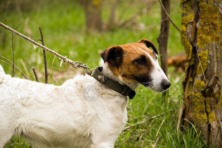 猎狐犬乐趣头发宠物眼睛狐狸食肉猎犬犬类棕色成人高清图片