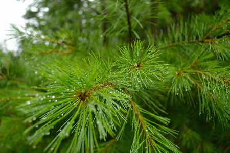 雨后松针针叶树脂状森林水滴绿色背景图片