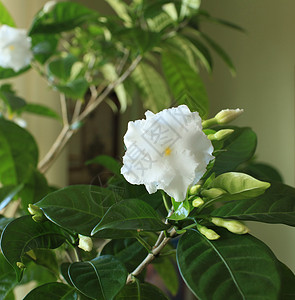 室内鲜花盆栽叶子植物花瓣绿色生长白色花卉园艺植物学高清图片