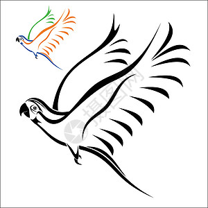 鱼鹰飞行鹦鹉草图动物鸟儿金刚鹦鹉工作室白色荒野脊椎动物红色插图插画