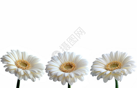 白花菊边框背景图片