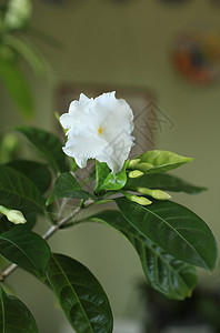 白花花植物生长叶子盆栽植物学花卉园艺花瓣绿色高清图片