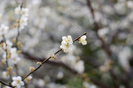 开花李子背景图片