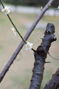 开花李子背景图片