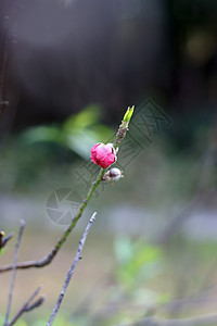 开花李子背景图片