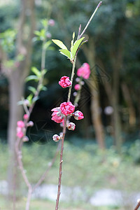 开花李子背景图片