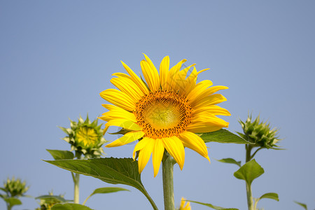向日向活力花瓣股票阳光幸福照片库存绿色花园黄色背景图片