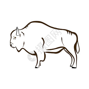 黄石公园拜辛(buffalo)插画