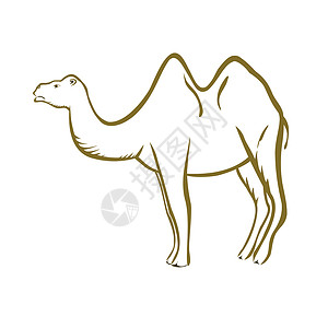 骆驼哺乳动物动物沙漠卡通片插图动物园驼峰单峰动物群背景图片
