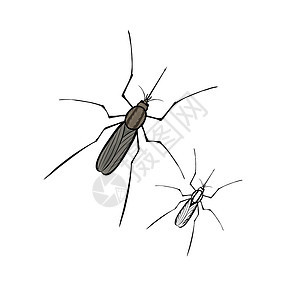 吸血的蚊子蚊虫科学刺激蚊子疾病学家吮吸卡通片插图昆虫害虫设计图片