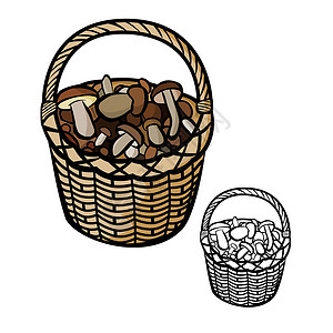 牛肝菌目篮子里的蘑菇草图季节性采摘季节菌类森林白色食物插图棕色设计图片