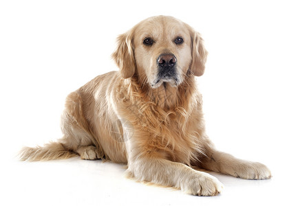 金毛猎犬猎狗宠物动物工作室成人猎犬白色犬类背景图片