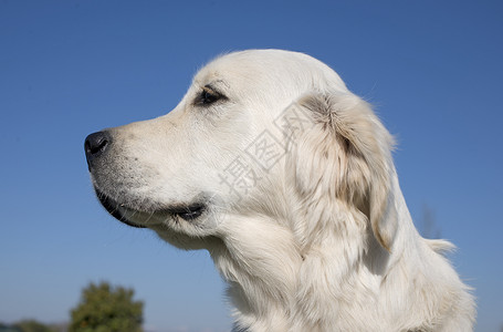 金毛猎犬白色猎狗天空动物小狗蓝色宠物猎犬棕色背景图片