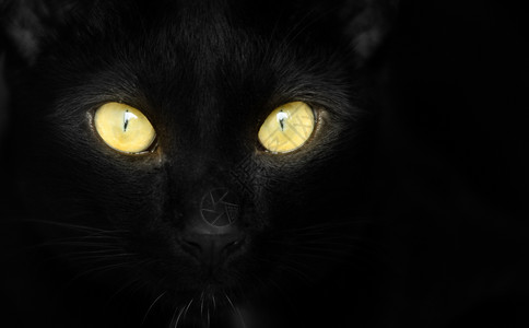 万圣节黄眼黑猫眼睛黑色哺乳动物毛皮男性动物晶须魔法黄色宠物背景图片