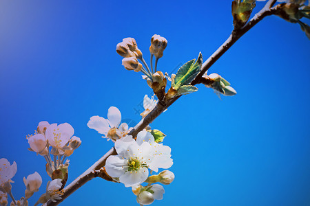鲜花樱桃与蓝天的分枝花园园艺粉色叶子白色花朵植物群病菌绿色季节背景图片