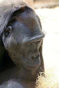 西部低地大猩猩灵长类动物自然高清图片