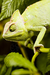 绿色动物 变色龙 明亮生动的异国气候白色女性爬虫宠物脾气婴儿蜥蜴情调眼睛背景图片