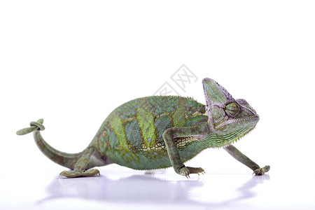 变色素 明亮生动的异国气候婴儿动物爬虫情调宠物白色蜥蜴眼睛绿色变色龙背景图片