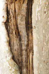 树树皮伤口图片