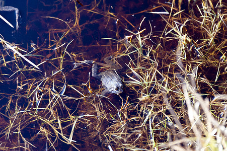 摩尔青蛙蓝色两栖池塘动物蛙科林蛙背景图片