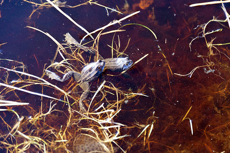 摩尔青蛙动物池塘林蛙蓝色蛙科两栖背景图片