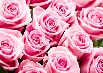 一束玫瑰花 美妙的春天 生动的主题花朵玫瑰花瓣生日婚礼情感植物情怀铭文新娘背景图片