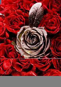 浪漫玫瑰 美妙的春天春光生动的主题花束淋浴情感铭文粉红色情绪鲜花情怀植物香气背景图片