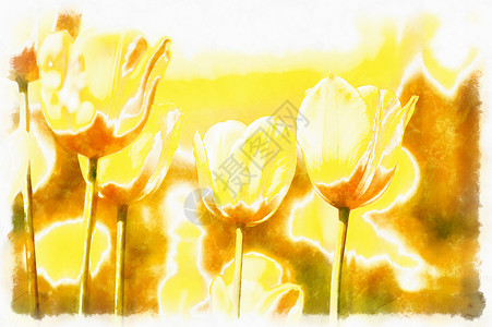 春黄郁金香的喷漆效果背景图片