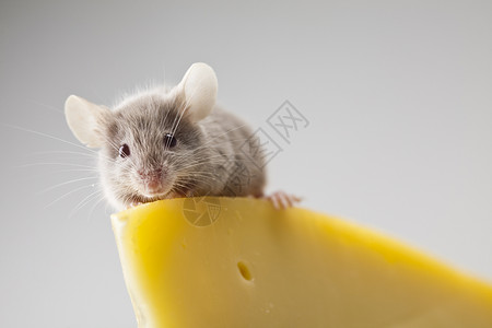 可爱黄色小老鼠关上小老鼠和奶酪鞭策宏观老鼠奶制品宠物流浪耳朵害虫尾巴食物背景