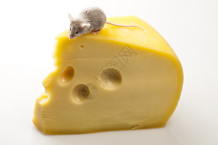 关上小老鼠和奶酪食物尾巴宠物诱饵奶制品害虫耳朵宏观老鼠流浪背景图片