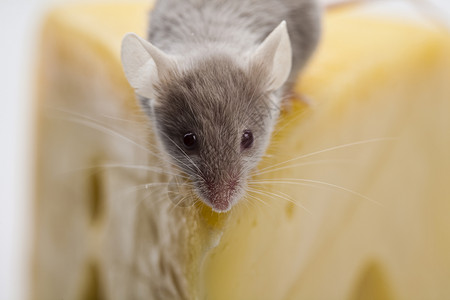 关上小老鼠和奶酪食物尾巴黄色鞭策老鼠耳朵宠物流浪奶制品害虫背景图片