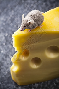 关上小老鼠和奶酪鞭策害虫流浪诱饵宠物宏观食物奶制品黄色老鼠背景图片
