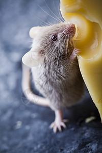 特写小鼠标黄色害虫诱饵尾巴耳朵流浪食物老鼠宏观奶制品背景图片
