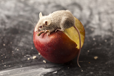 鼠标和苹果 农村生动多彩的主题食物尾巴宏观诱饵害虫宠物耳朵鞭策老鼠红色背景图片