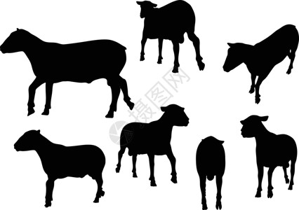 羊小腿长着圆形的绵羊背影动物姿势草图害群插图宠物小跑黑色猪蹄绘画插画