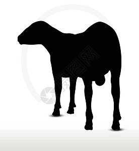 羊一驼动态表情长着外观姿势的绵羊背影阴影表情害群插图背光绘画黑色草图白色剪贴设计图片